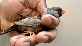 Charcoal zebra finch bird a recessive genes bird breeding tips and trick’s [upl. by Otineb]