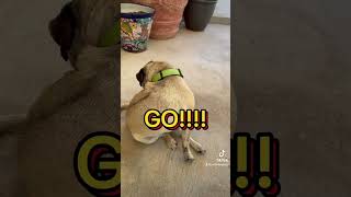 Jabba is off to the races 🏎️ 💨🔥funny funnyanimals dogs shorts [upl. by Samot607]