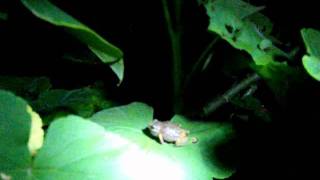 Chiflador nocturno en Malinalco dentro del Museo vivo [upl. by Gillan]