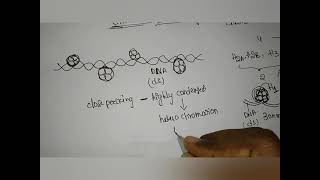 chromatin remodeling heterochromatin euchromatin [upl. by Igiul22]