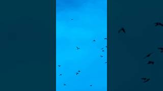 Meadowhall Sparrowhawk Flying Above Feral Pigeon Flock In Slow Mo birds avian nature [upl. by Asirehc]