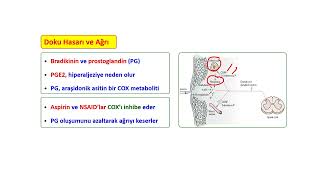 AĞRI FİZYOLOJİSİ1 [upl. by Dre]