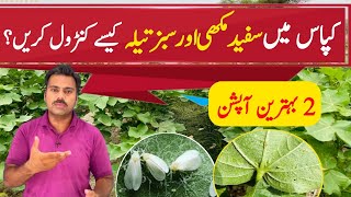 The best options to control whitefly and jassid pests in cotton crop  Abid Ali Agrarian [upl. by Alyahc32]