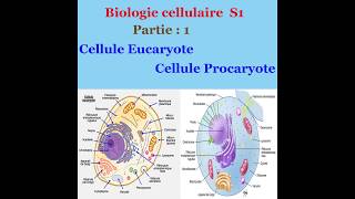 Biologie cellulaire partie 1 Cellule Eucaryote et cellule Procaryote [upl. by Ylro]