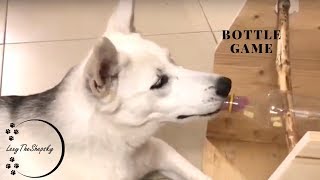 Diy dog bottle game  shepsky playing  how to make a bottle game for dog [upl. by Adnamal]