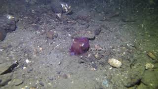 Stout Bobtail Squid [upl. by Azeel]