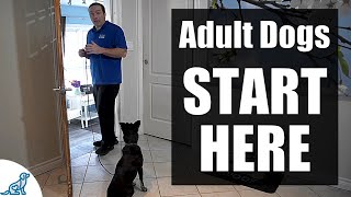 The First Steps For Training Your RescueRehomedAdult Dog [upl. by Nosirrag]