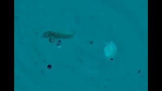 Underwater view of nabeta razor wrasse coming out of sand to attack a bait [upl. by Byrle919]