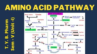 Amino Acid Pathway Pharmacognosy [upl. by Aynekat]