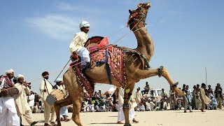 Camel Dance Competition at the Cattle Fair in Pushkar Rajasthan  Pushkar Mela Amazing Camel Dance [upl. by Radley497]