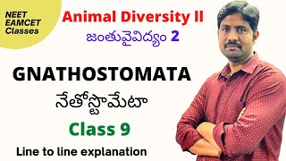 Gnathostomata  నేతోస్టొమేటా  Animal Diversity 2 lesson line to line explanation [upl. by Suiradel]