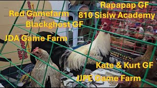 7th Gamefowl expo with prices from famous breeders Quality Stags and Pullets from Big Farms [upl. by Sturdivant]