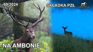 Składka PZŁ  zasiadka na ambonie  SUDECKA OSTOJA 692024 roe deer hunting in poland [upl. by Pani891]