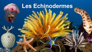 Les Echinodermes [upl. by Missy716]