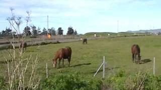 A Horsey Love Story Woman talks to horse Why Horses Hurt People that Love them Horsemanship [upl. by Hagerman]