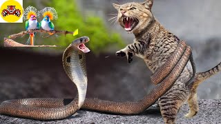 30 moments when sersval cat defends against venomous snakes [upl. by Antonio]