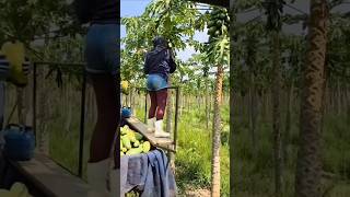 Cara petani di Kenya memanen buah pepaya [upl. by Vite]