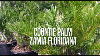 Coontie Palm [upl. by Eel902]