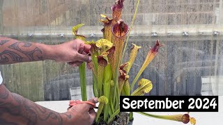 Carnivorous Plant Care for September 2024 [upl. by Jed]