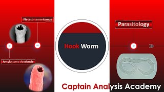 E6parasitology Hookworm Ancylostoma duodenale amp Necator americanus الديدان الخطافية الأنكلستوما [upl. by Nawk]