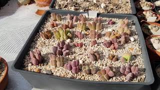 Cape Succulent Seeds South Africa [upl. by Emiline]