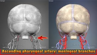 Ascending pharyngeal artery meningeal branches  Arteries of head and neck  3D Human Anatomy [upl. by Nikoletta]