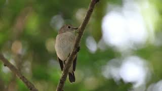 Taiga flycatcher and thick billed warbler [upl. by Edita168]