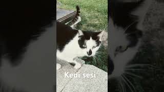 Sokak kedisi sesi cat kediplus kedisesi kedimamasi [upl. by Natan]