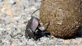 Mistkäfer  Dung beetle in Südafrika  South Africa [upl. by Einapets]