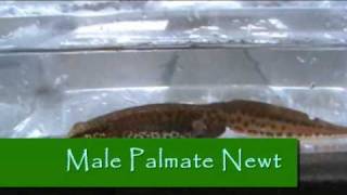 HOW TO  Identify British Newts by Pondguru [upl. by Annmarie]