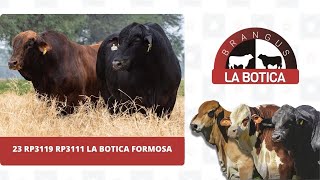 23 RP3119 RP3111 LA BOTICA FORMOSA [upl. by Frost491]