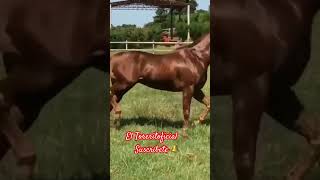 El Potro Lobo Gateado Que Chulada caballos caballosbailadores caballo fypシ viral usa mx fy [upl. by Aikcin898]