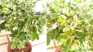 Best Indoor  Outdoor Plant Snowbush Plant  How to Care Snow Bush Plant  Parmanent Plant [upl. by Sutsugua]