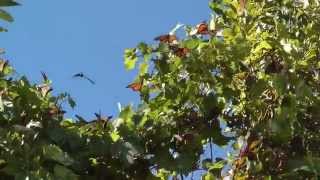 Monarch Migration at Point Pelee [upl. by Kerk191]