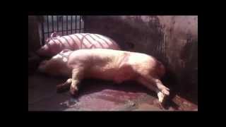 innovative pig farm in india and pig farm consultants nidhish farms 9811284190 [upl. by Liza]