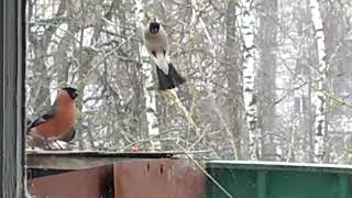 Bullfinches flew to the balcony for sunflower seeds February 2022 [upl. by Auhs933]