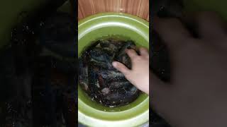 Cooking Snapping Shrimp 🍤 at home asmrcooking cookingvlog food asmr [upl. by Sosanna]