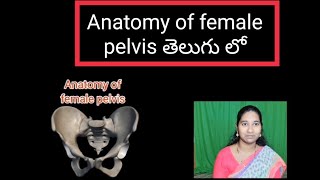 Anatomy of female pelvistelugu telugu nursing foundation [upl. by Corny]