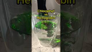 Chlorophyll vs Hemoglobin The Surprising Connection [upl. by Sedinoel985]