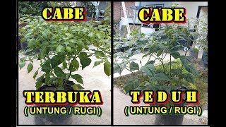 Perbandingan Tanaman Cabe tempat Terbuka Dan Teduh [upl. by Wolsky28]