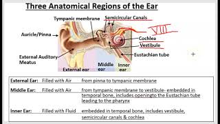 Ear Anatomy and Physiology [upl. by Nannarb265]