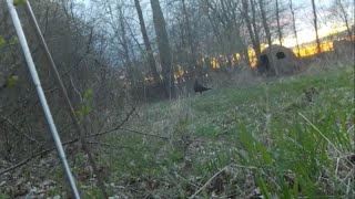 2023 Michigan Spring Turkey Season Full Video Watch till the end [upl. by Larimor]