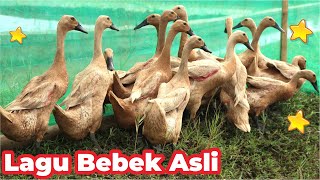 BEBEK  BEBEK ANGSA CICAK DI DINDING BEBEK LUCU LARI BEBEK BERENANG WEK WEK DUCK SWIMMING IN CIRCLES [upl. by Miun503]