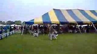 english setter in show ring [upl. by Stodder]