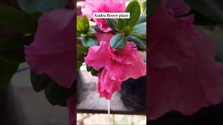 Azalea flower azaleas 😍😍😍flowers shorts ytshorts viralvideo cover [upl. by Auot639]