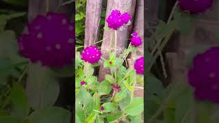 Gomphrena globosa 🌷flower youtubeshorts [upl. by Lesh734]