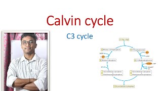 Calvin Cycle  C3 Cycle  কেলভিন চক্র  Bengali Medium  Class XI  মনে রাখার tricks [upl. by Linn]