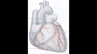 cours UE 2 2 Vascularisation cardiaque video [upl. by Attenreb]