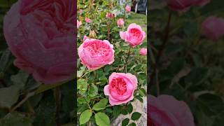 보스코벨Boscobel  David Austin rose [upl. by Aroda]