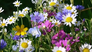 How to grow a wildflower meadow in a pot or container [upl. by Lotti]